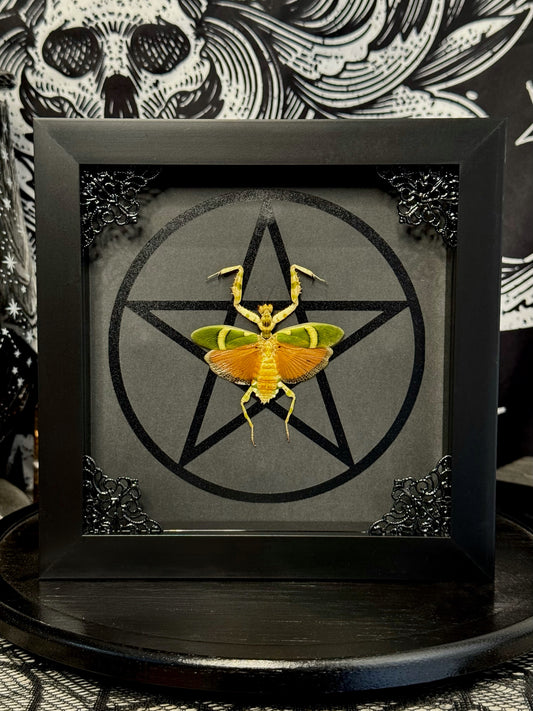 Banded Flower Mantis (Theoprobus Elegans)