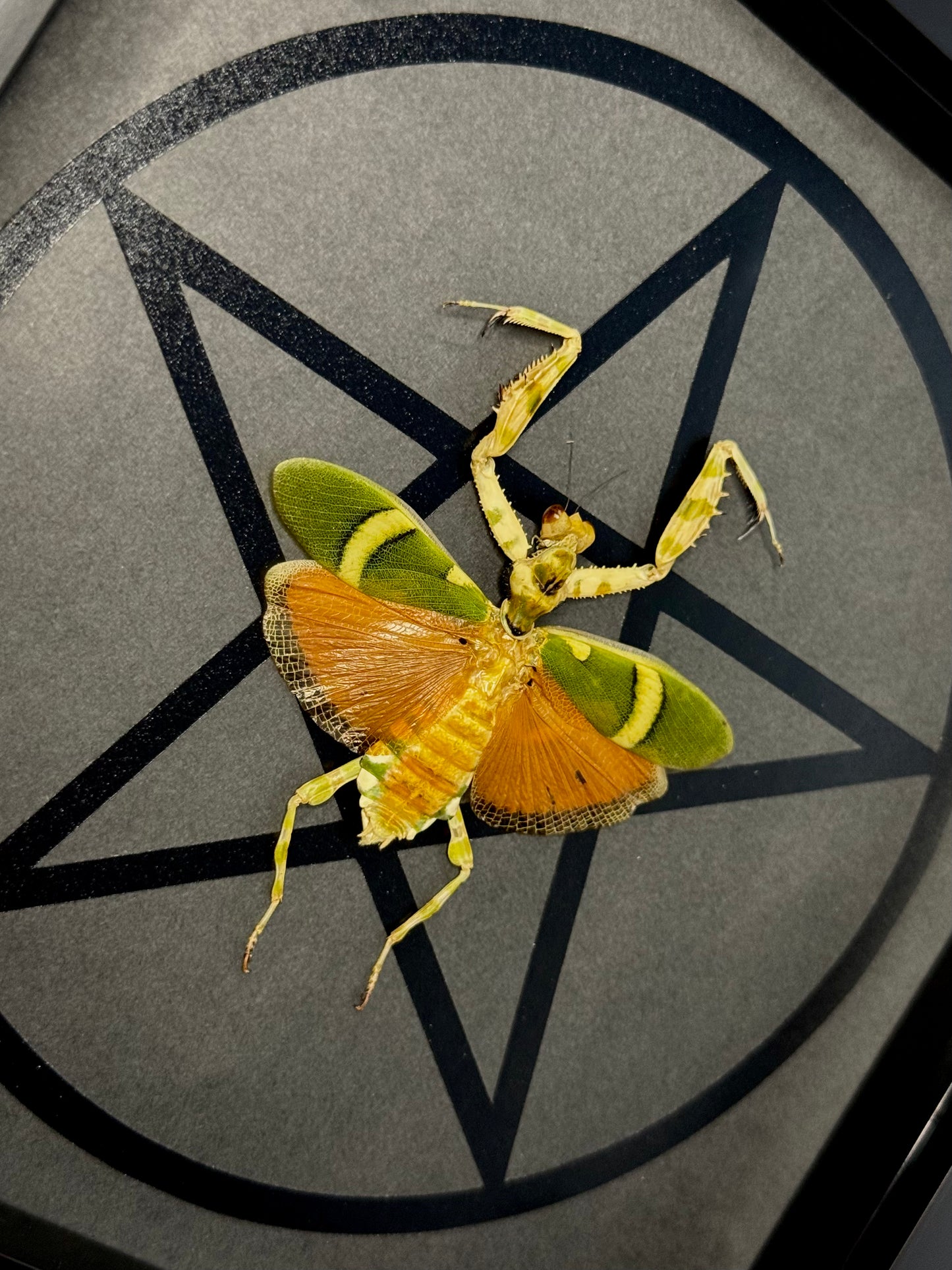 Banded Flower Mantis (Theoprobus Elegans)