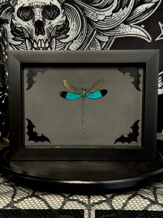 Green Metalwing (Neurobasis Chinensis)