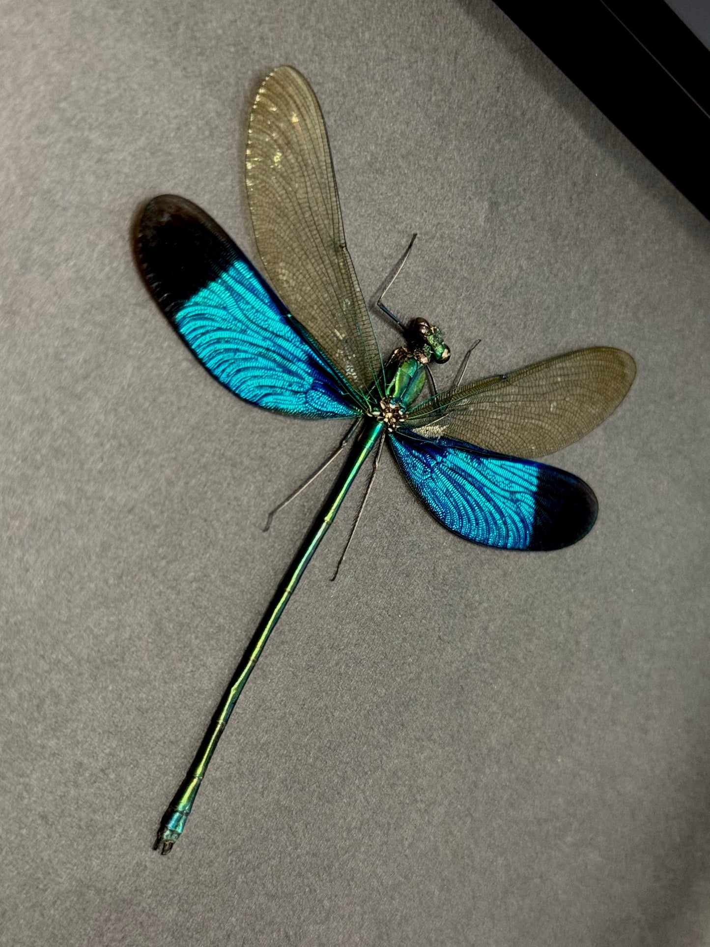 Green Metalwing (Neurobasis Chinensis)