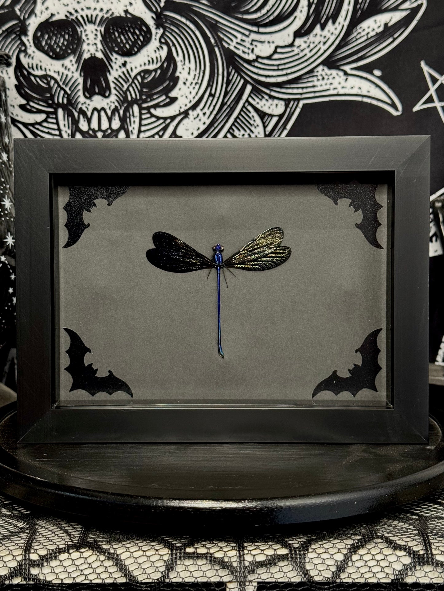 Blue Damselfly (Vestalis Luctuosa)