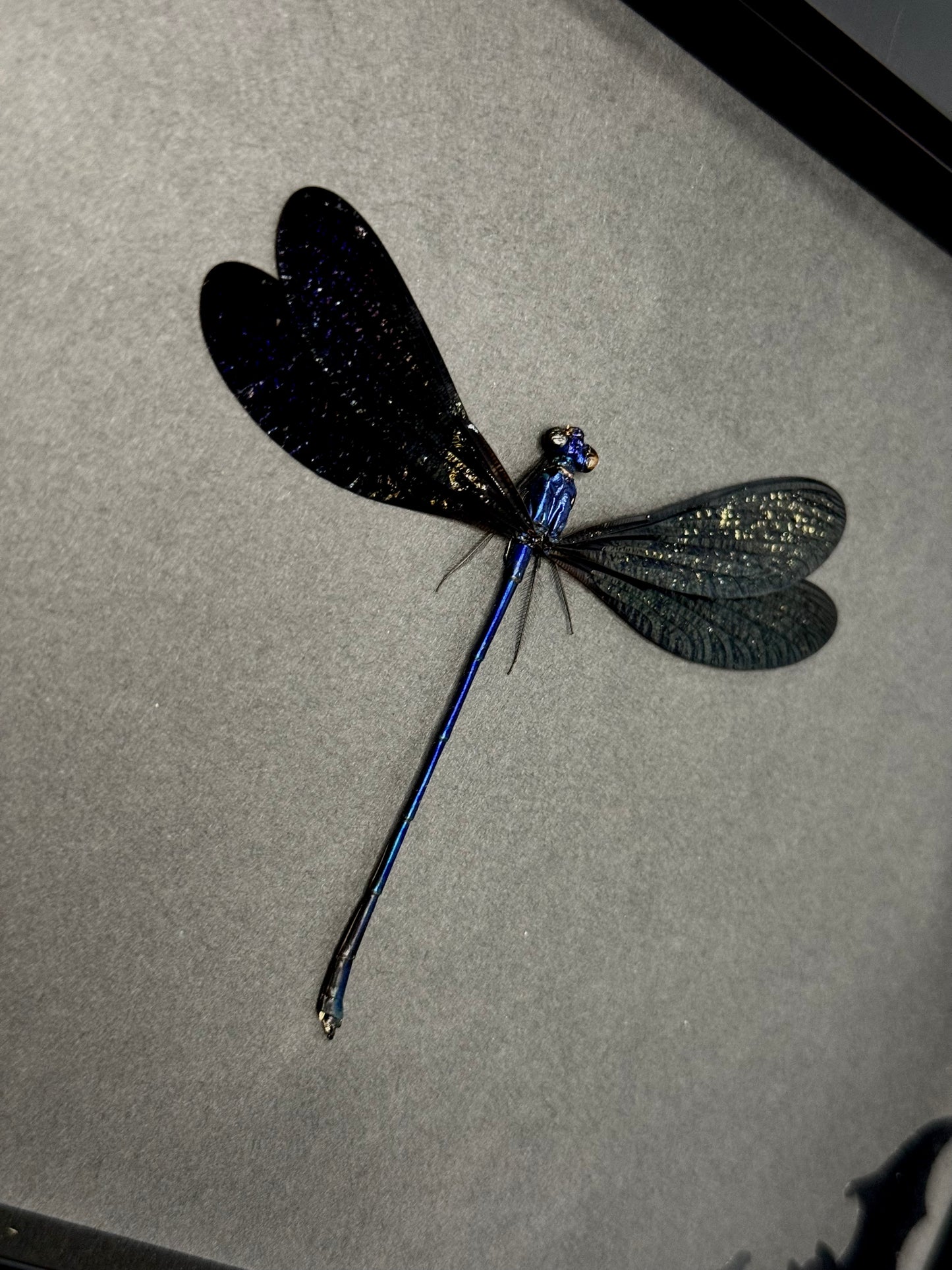 Blue Damselfly (Vestalis Luctuosa)