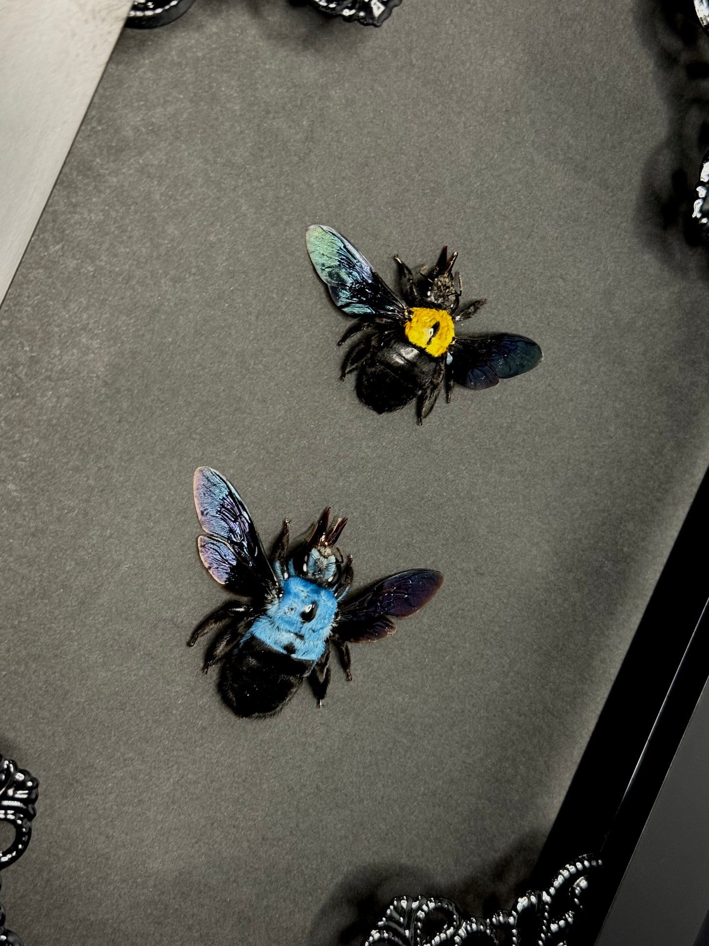 Blue & Yellow Carpenter Bee