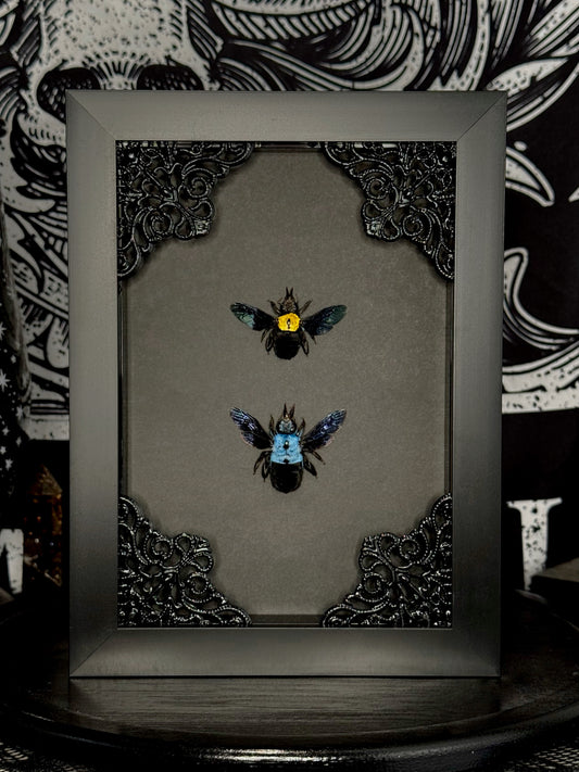 Blue & Yellow Carpenter Bee