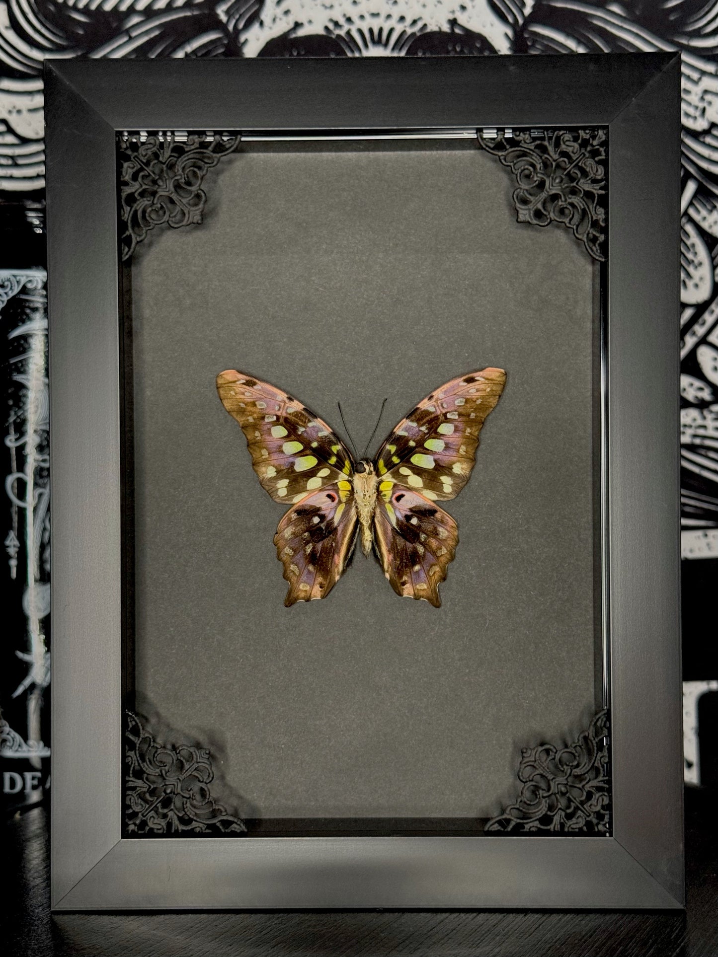 Tailed Jay (Graphium Agamemnon)