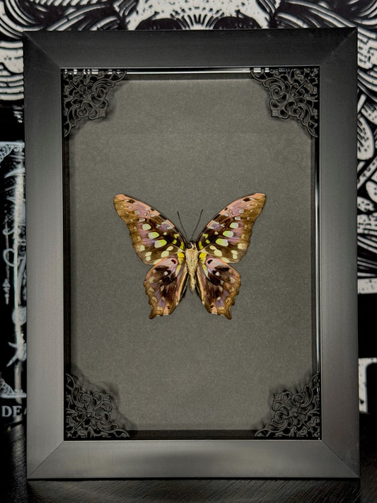 Tailed Jay (Graphium Agamemnon)