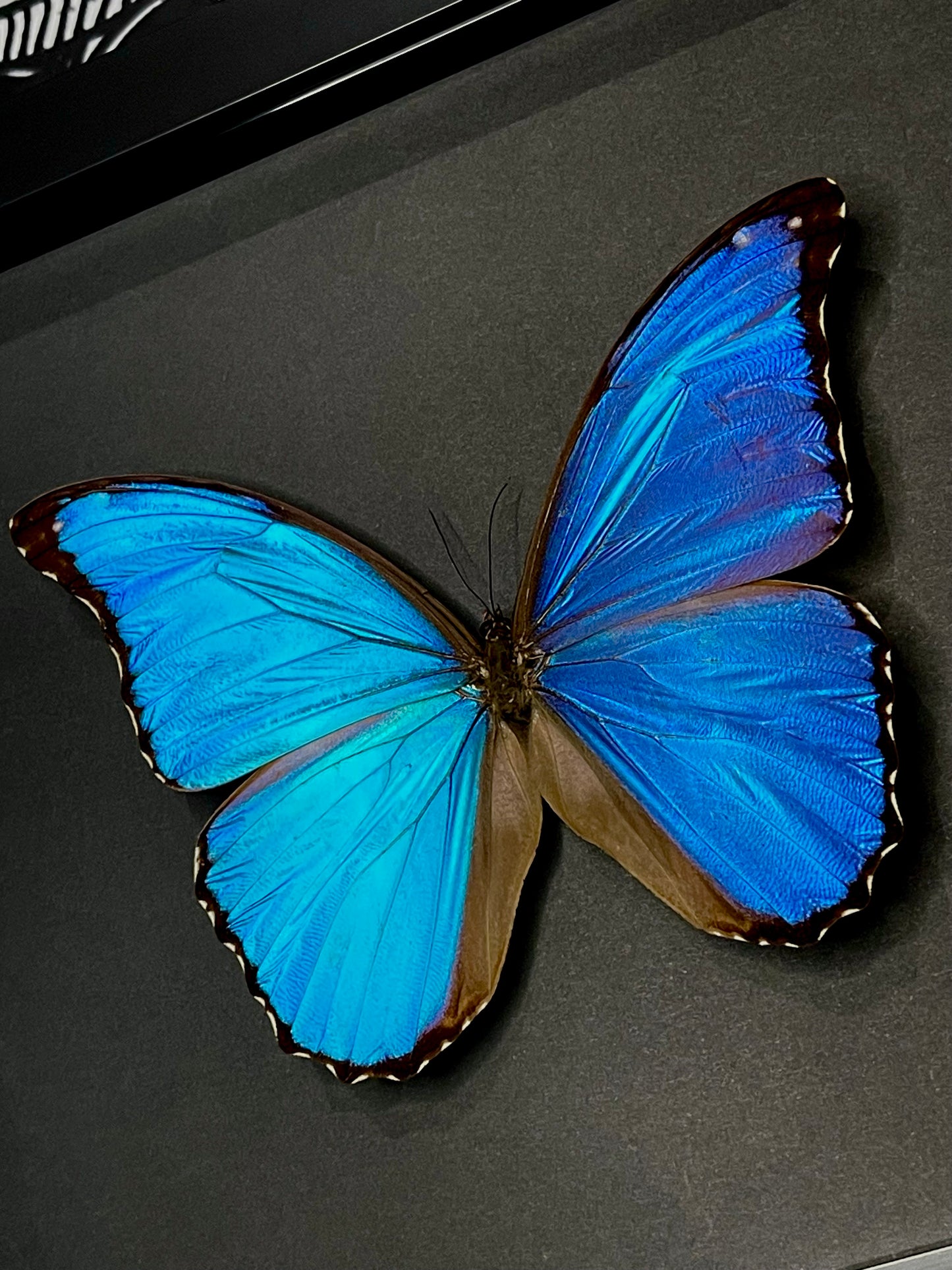 Menelaus Blue Morpho (Morpho Menelaus Zishkai)