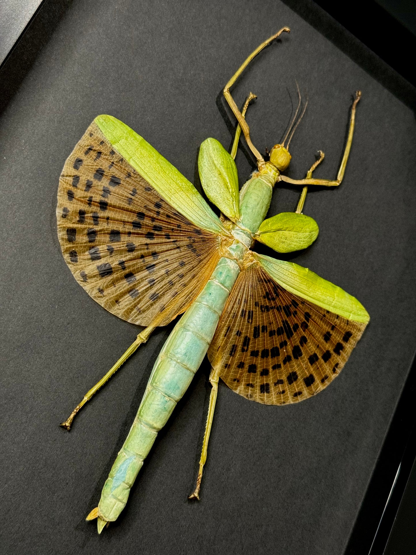 Leopard-Spotted Walking Stick Insect (Paracyphocrania Major)