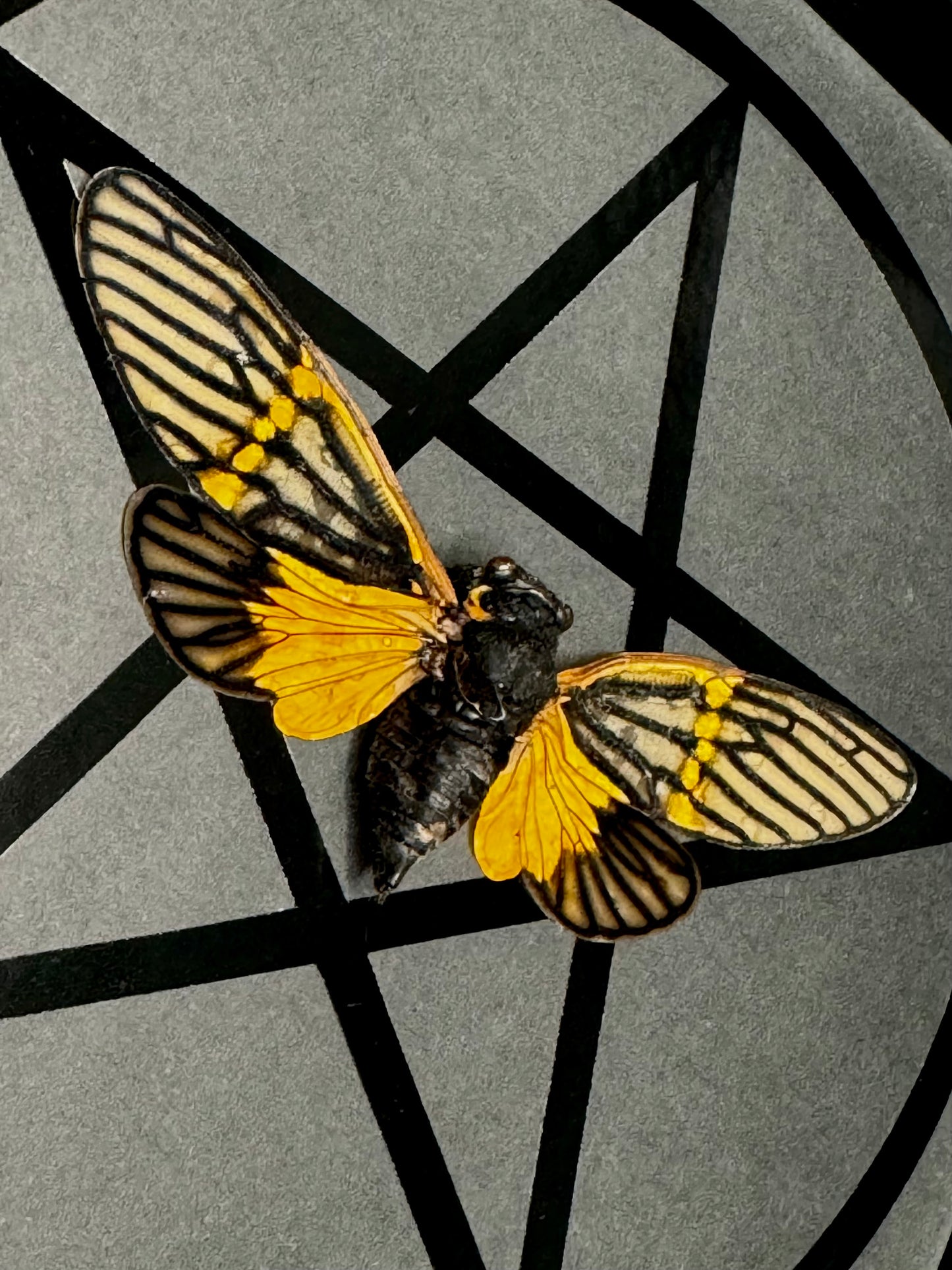 Butterfly Cicada (Becquartina Electa)