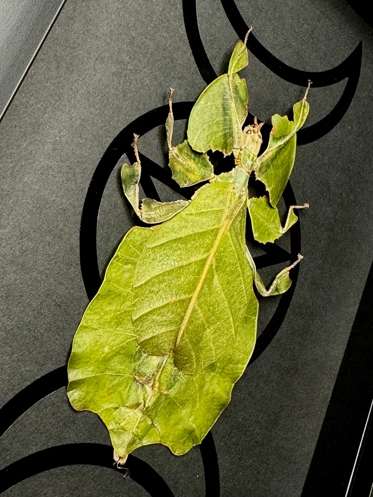 Walking Leaf Insect (Phyllium Pulchrifolium - Green)