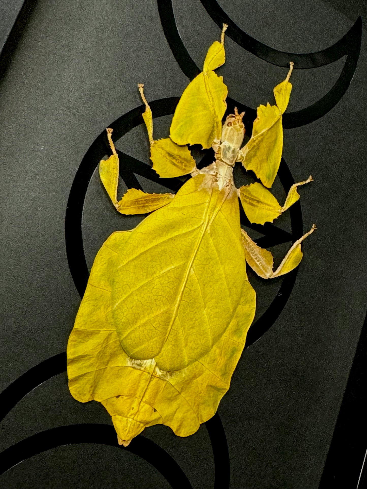 Walking Leaf Insect (Phyllium Pulchrifolium - Yellow)