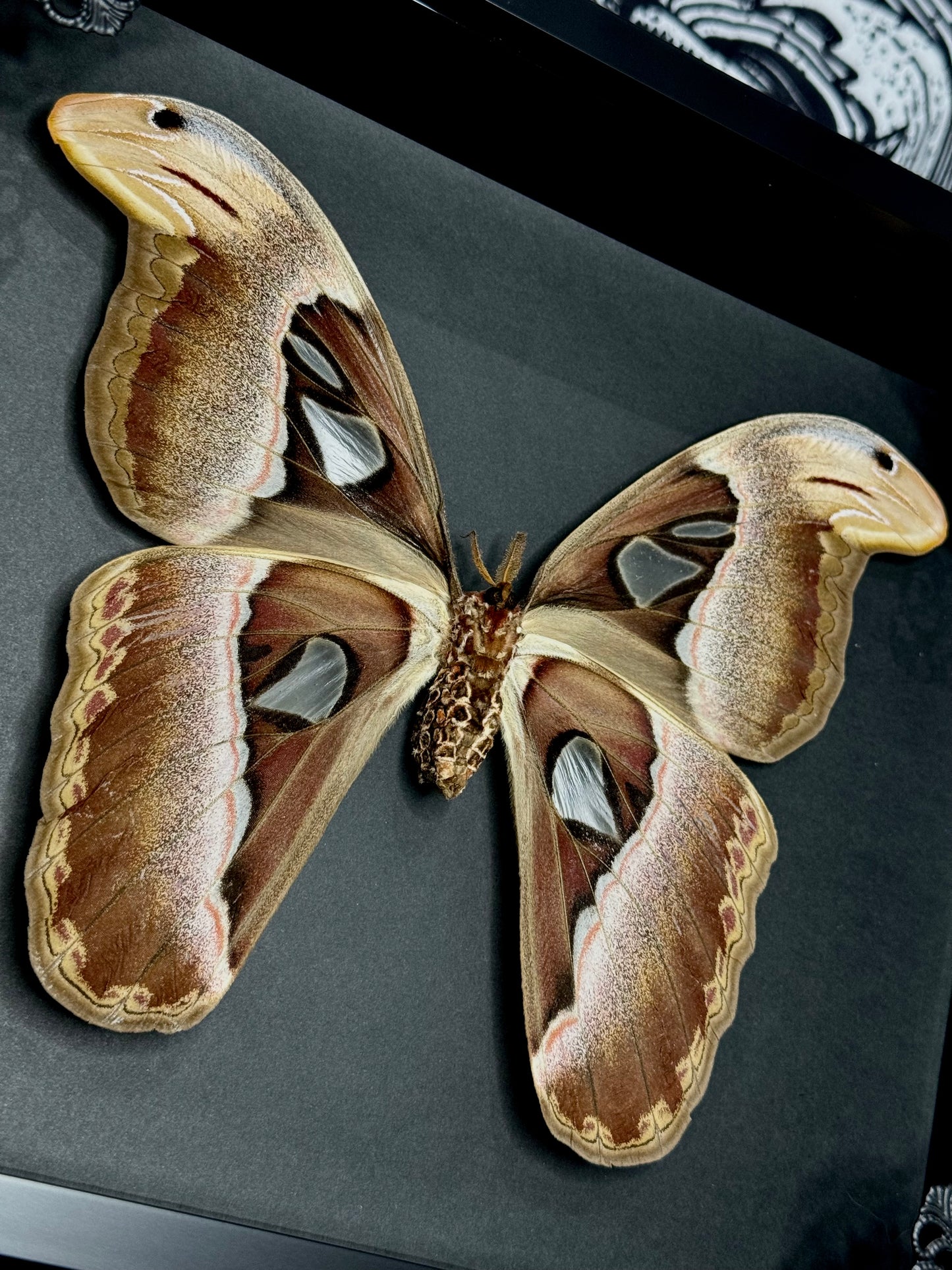 Snakes Head Moth (Attacus Atlas)