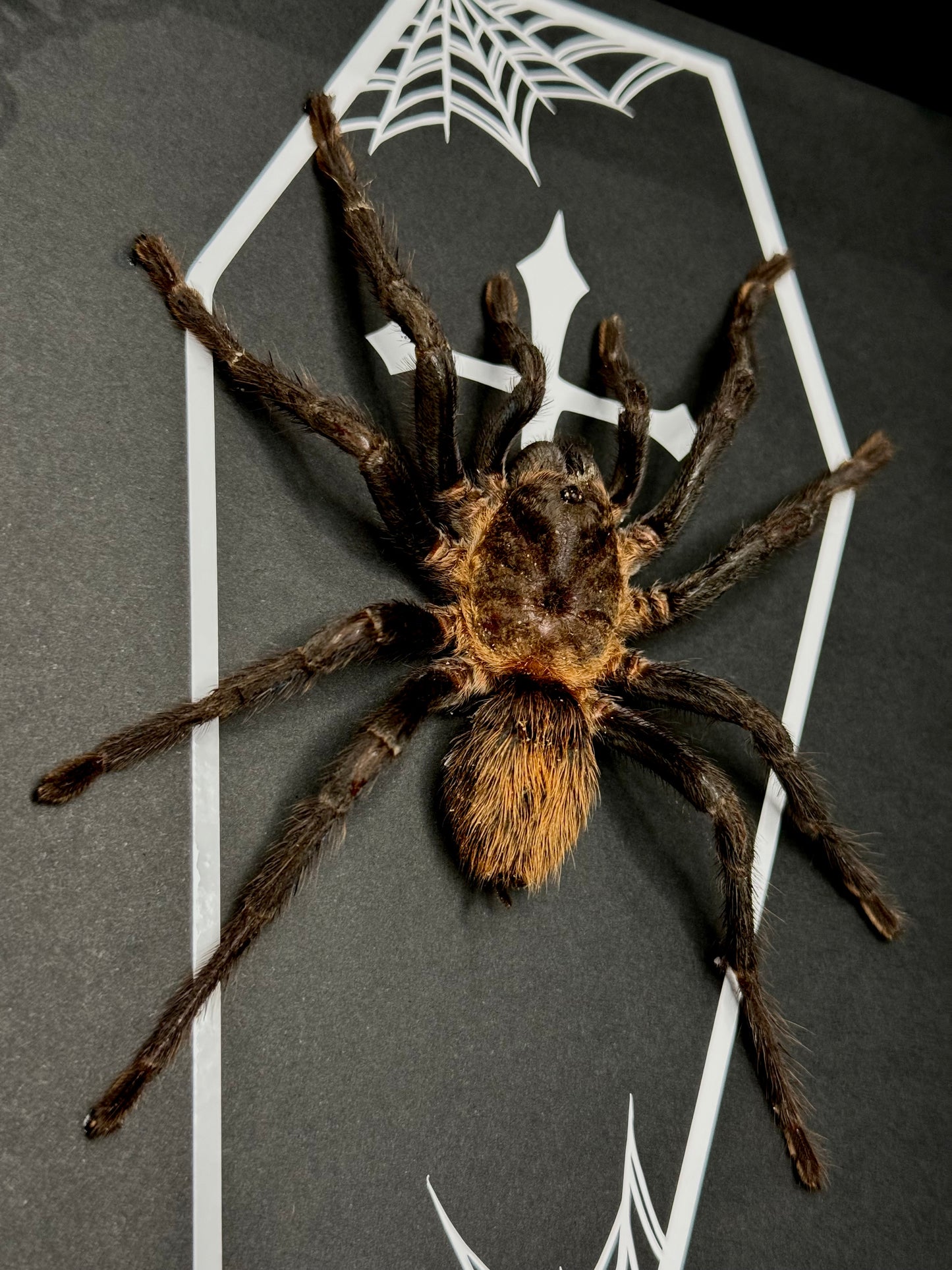 Bolivian Black Velvet Tarantula (Acanthoscurria Insubtilis)