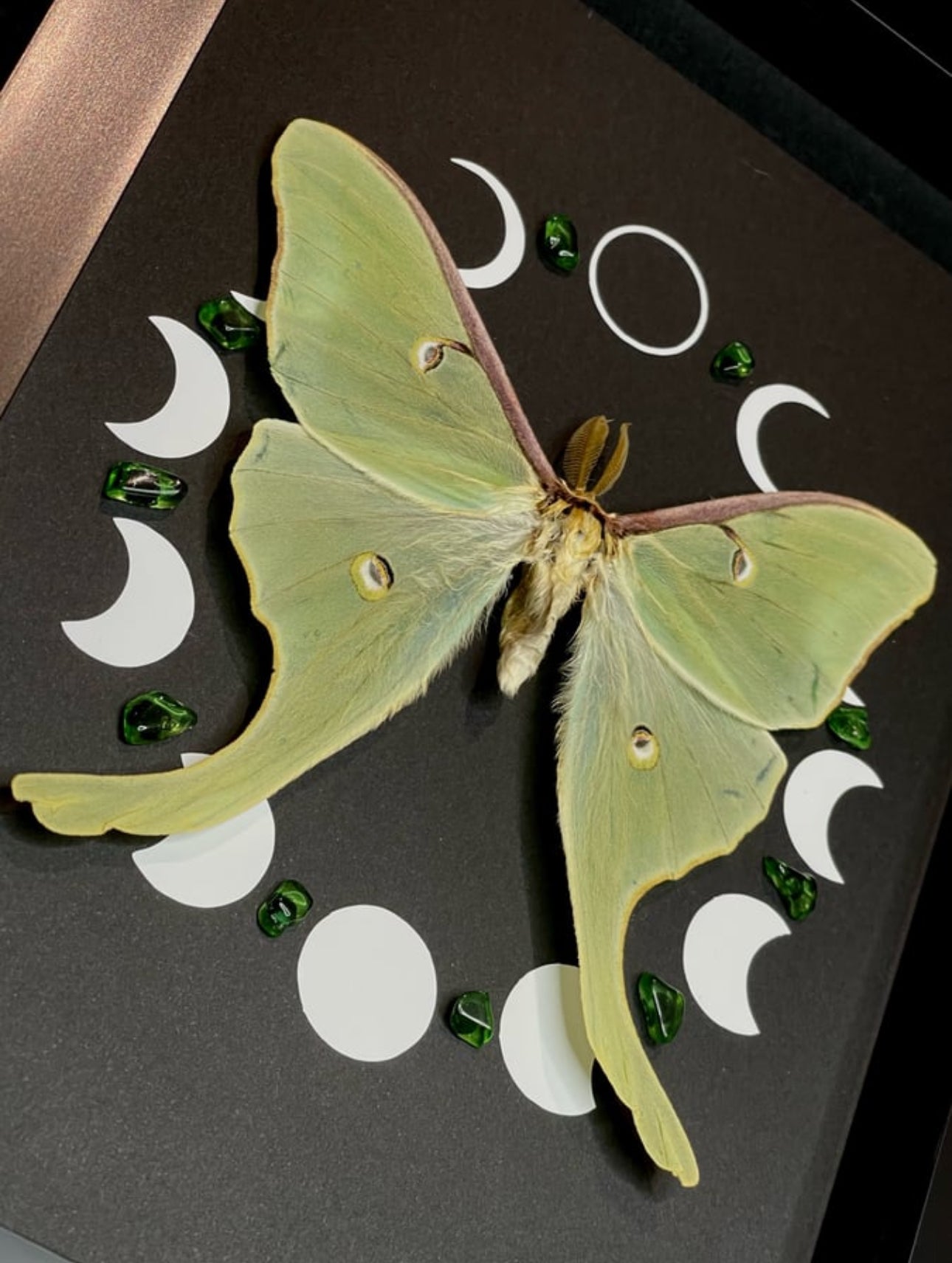 Luna moth (Actias Luna)