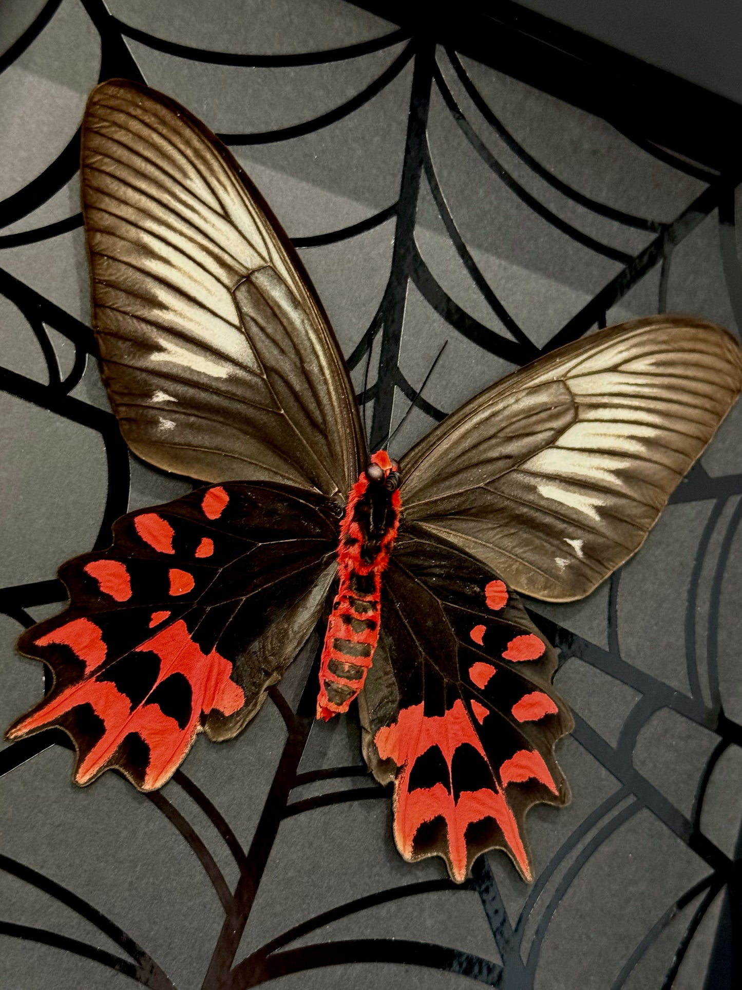 Vampire Butterfly (Atrophaneura Semperi)