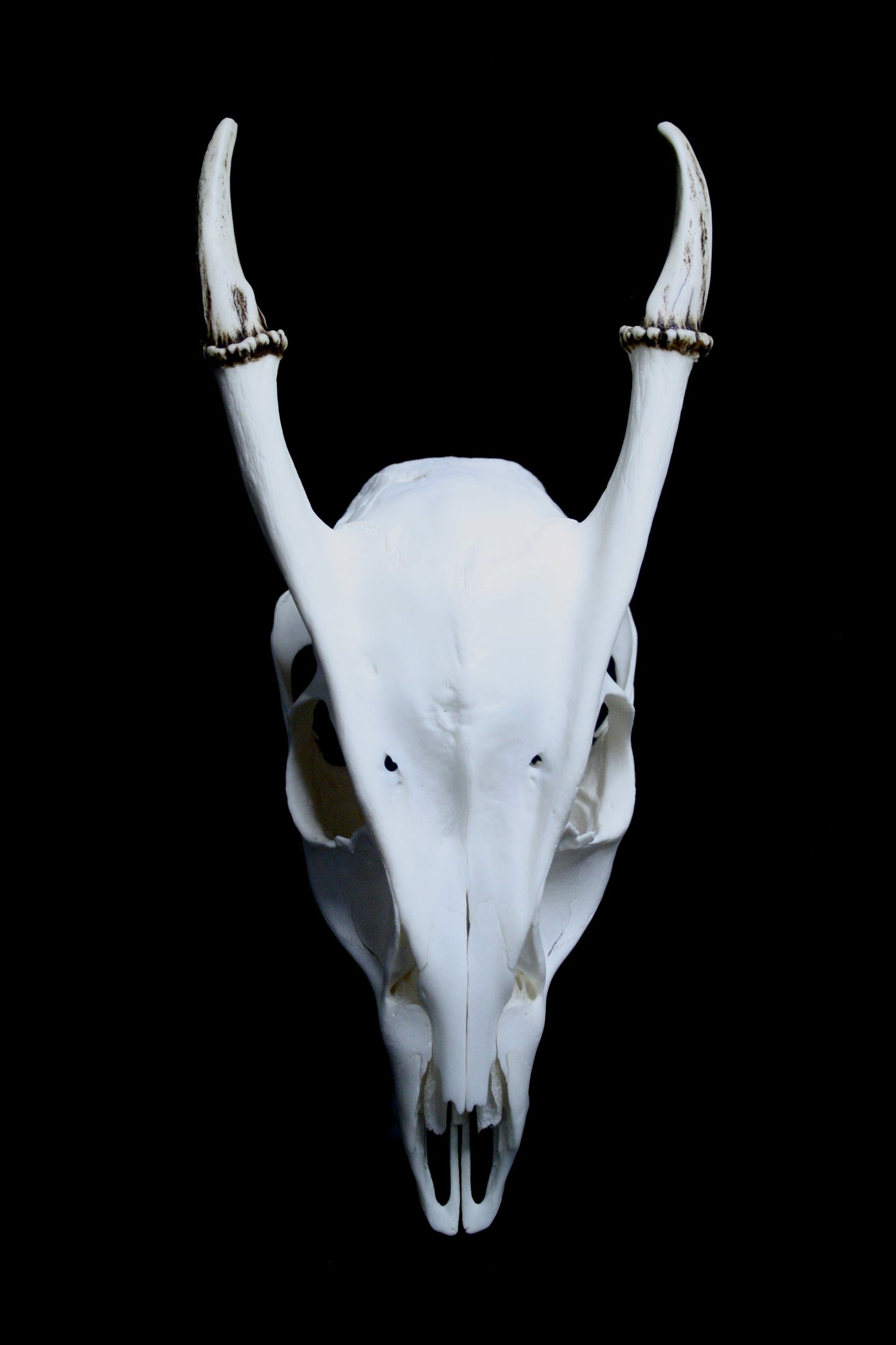 Reeves Muntjac Skull (top) - 1