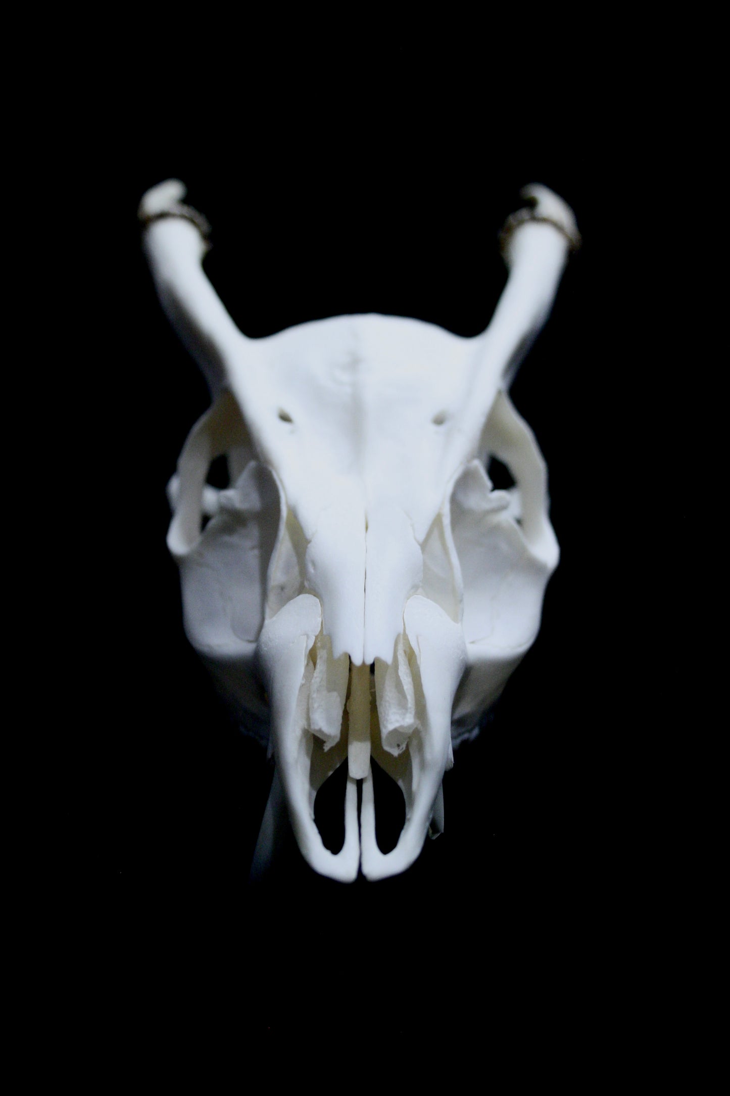 Reeves Muntjac Skull (top) - 1