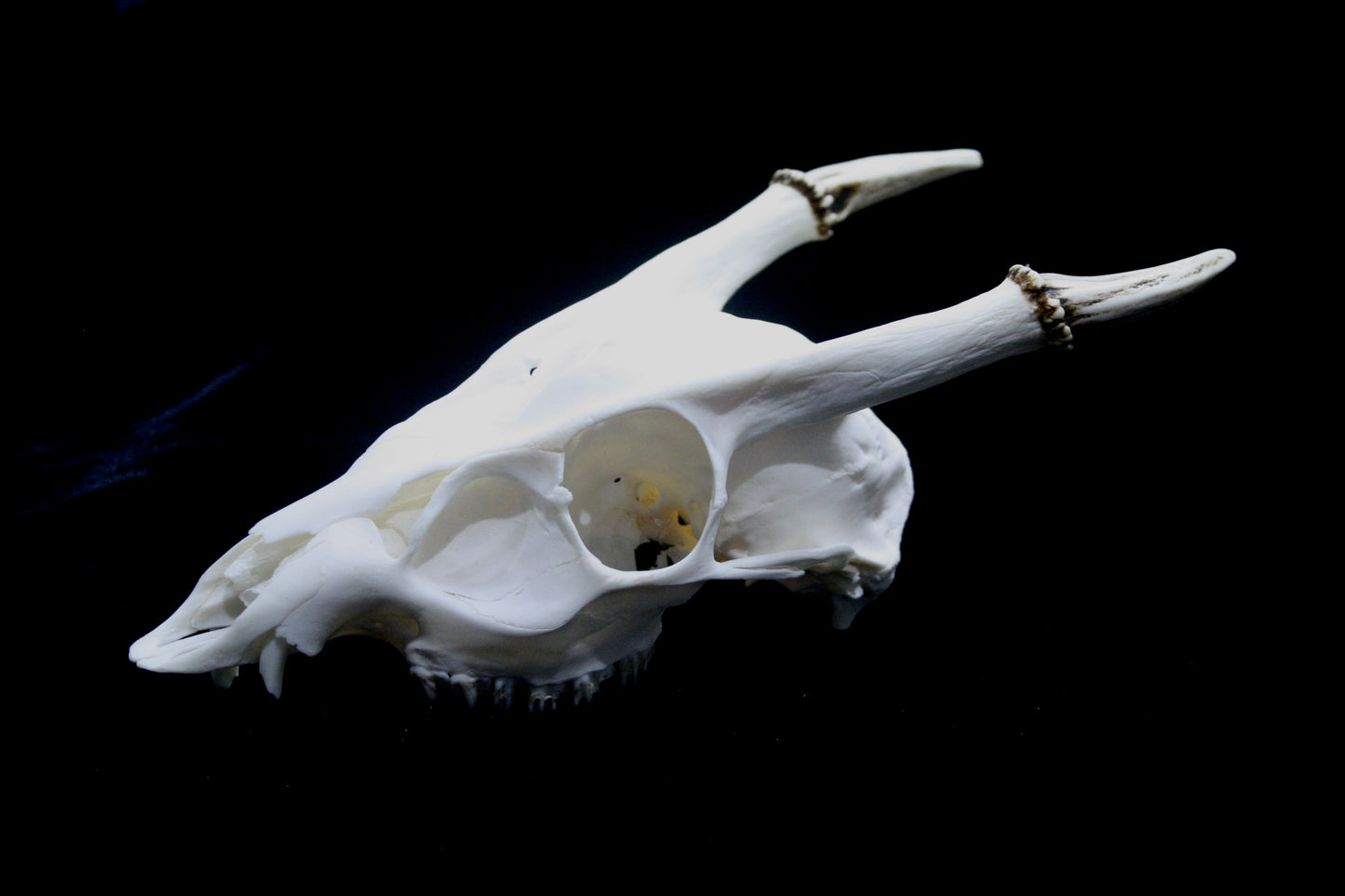 Reeves Muntjac Skull (top) - 1