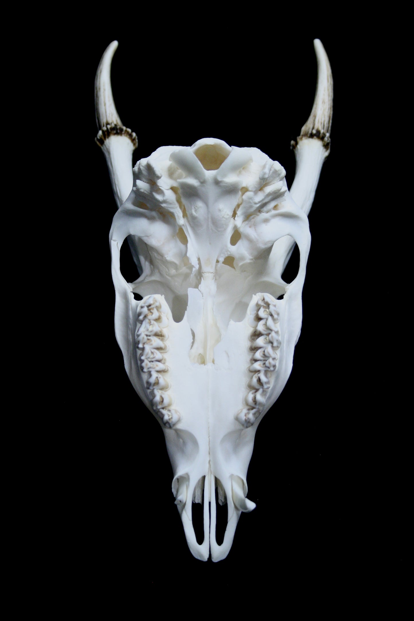 Reeves Muntjac Skull (top) - 1