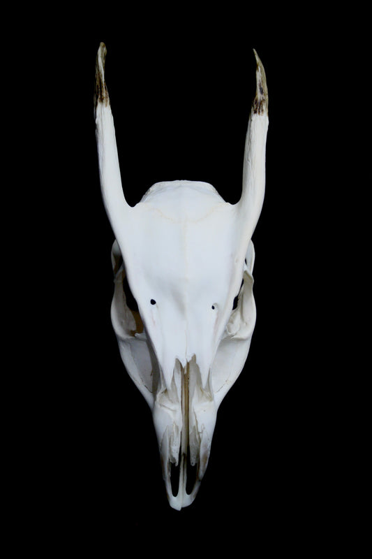 Reeves Muntjac Skull (top) - 2