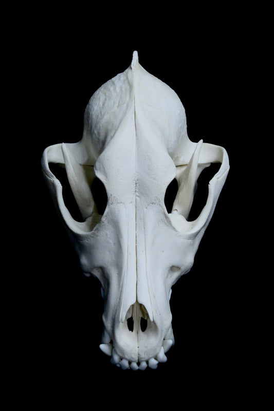 Hovawart Skull (canine)