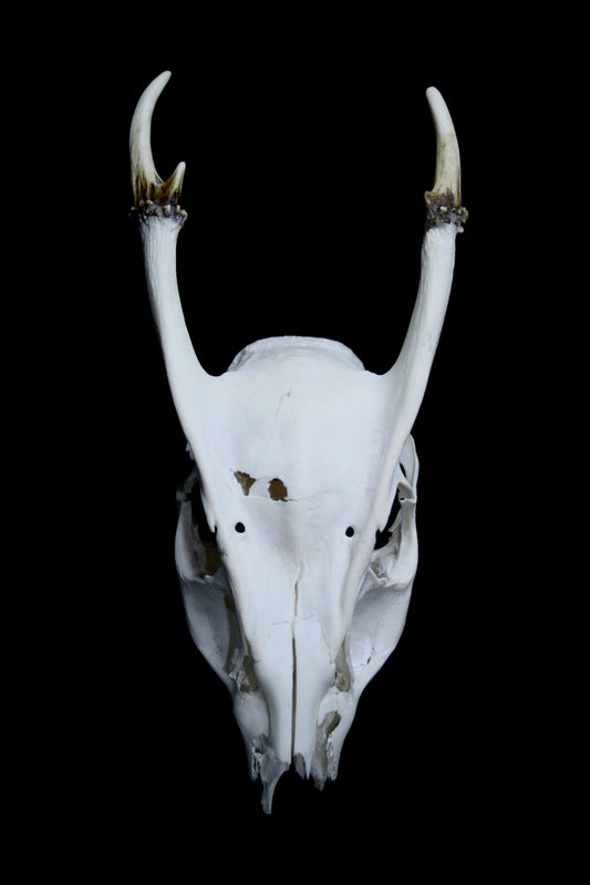 Reeves Muntjac Skull (top) - 3