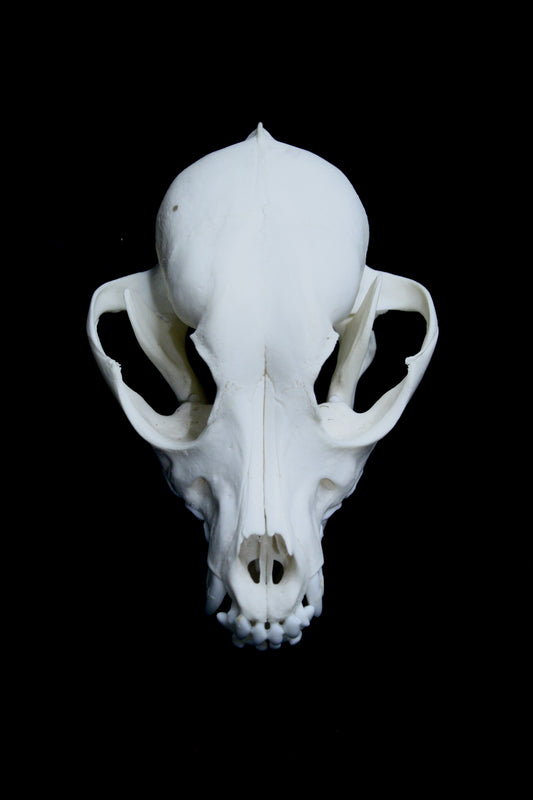 Papillon Skull with double canine teeth