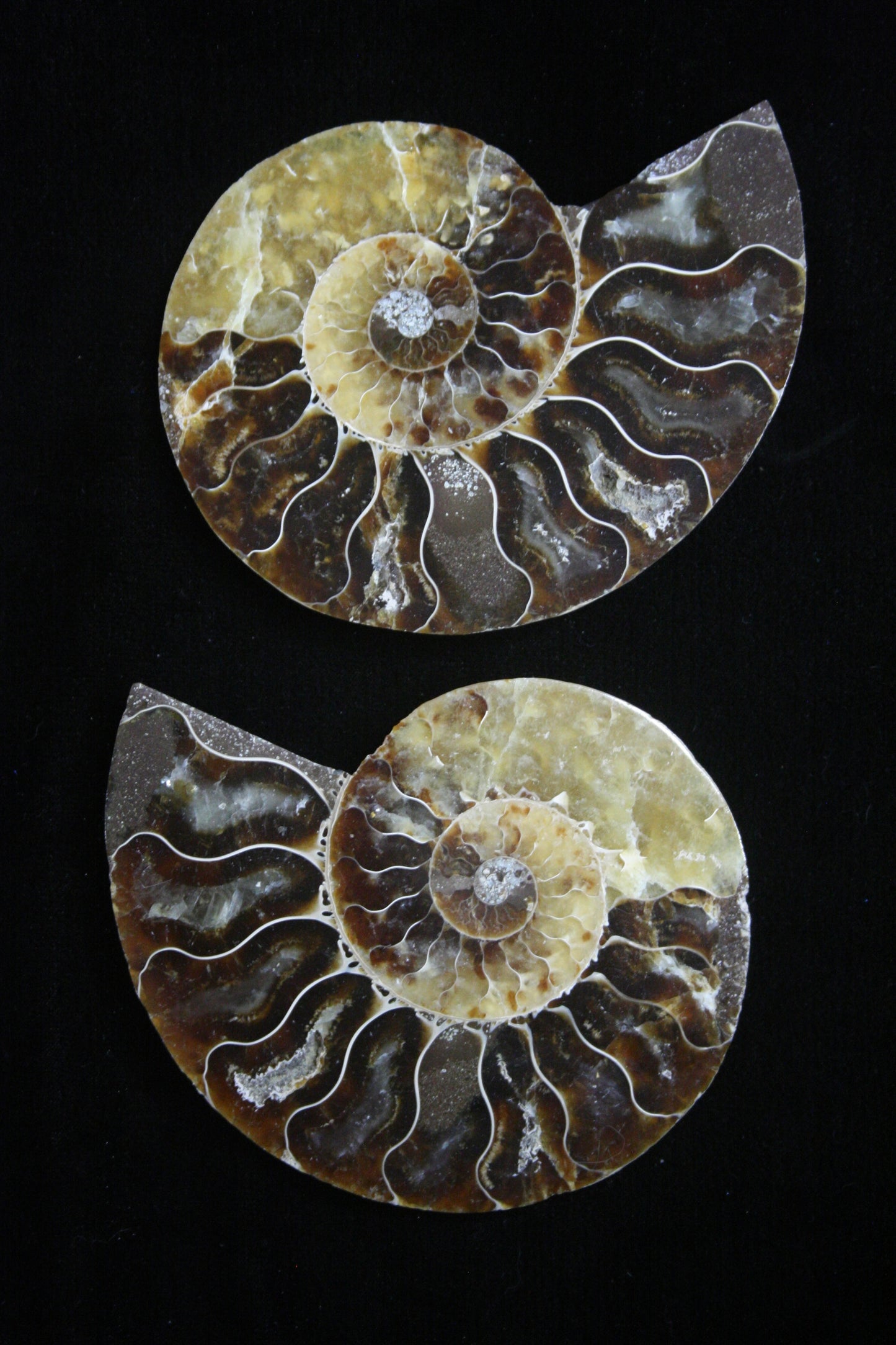 Ammonite Polished Halves