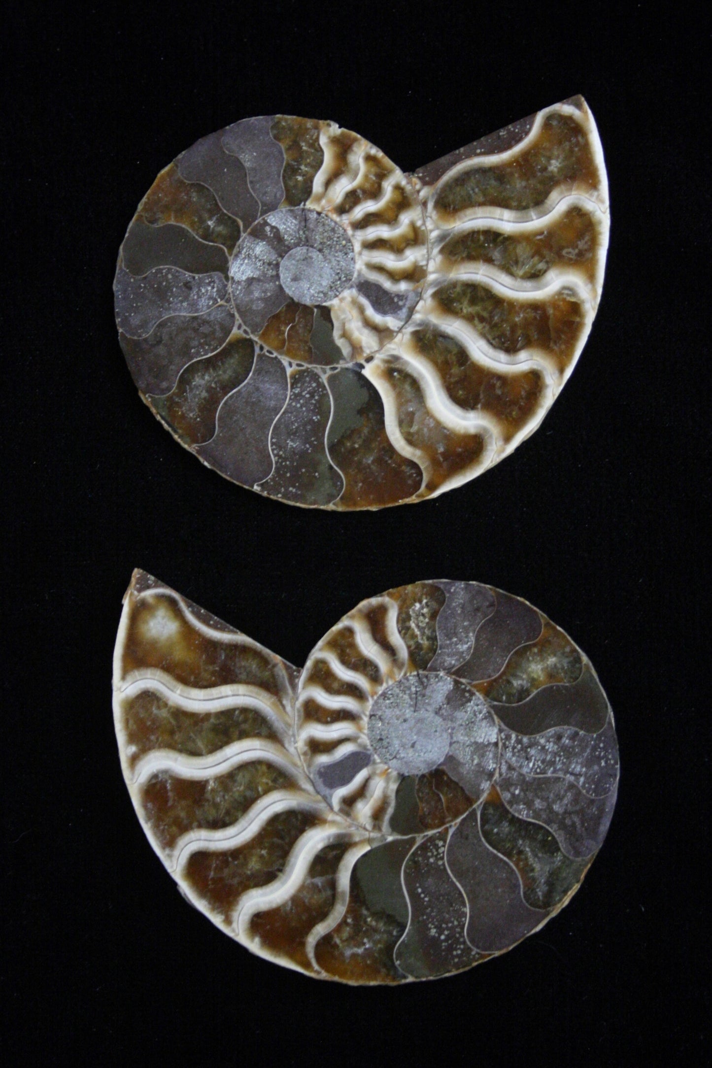 Ammonite Polished Halves