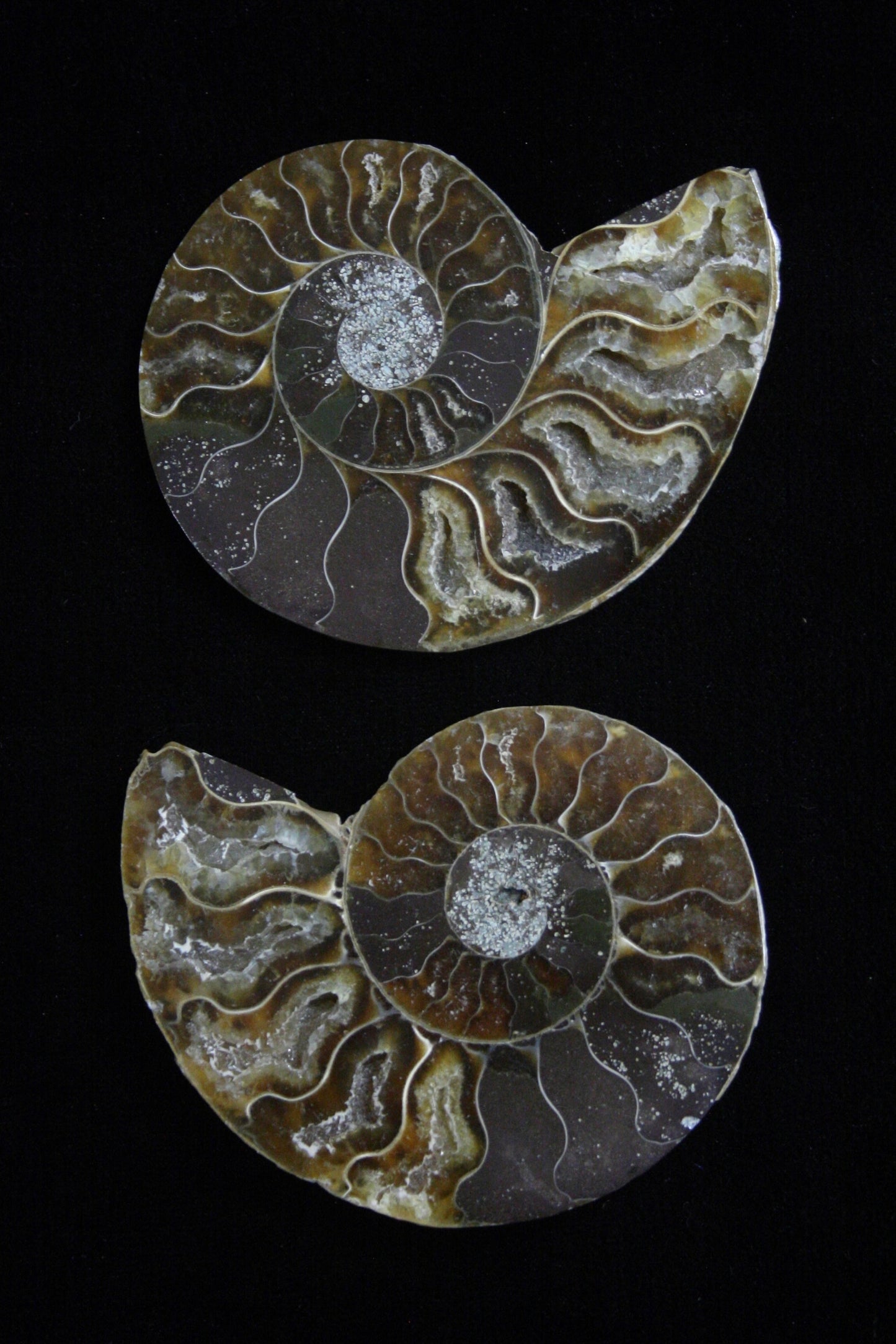 Ammonite Polished Halves