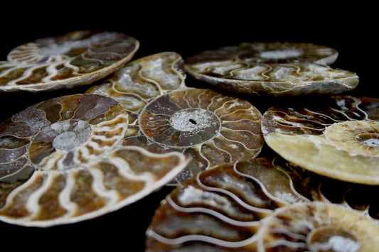 Ammonite Polished Halves