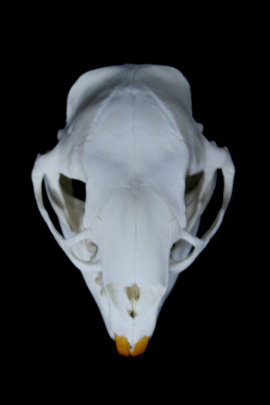 North American Porcupine Skull